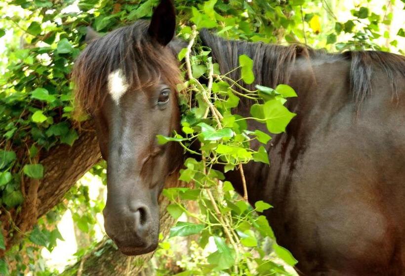 تختخواب و صبحانه Maison D'hôtes De Charme De Croccano