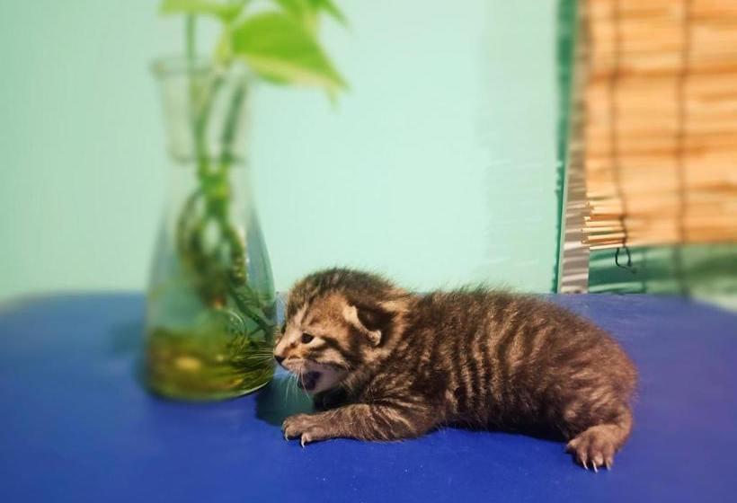 فندق Simon Coffee Hostel