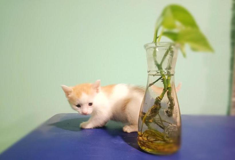 فندق Simon Coffee Hostel