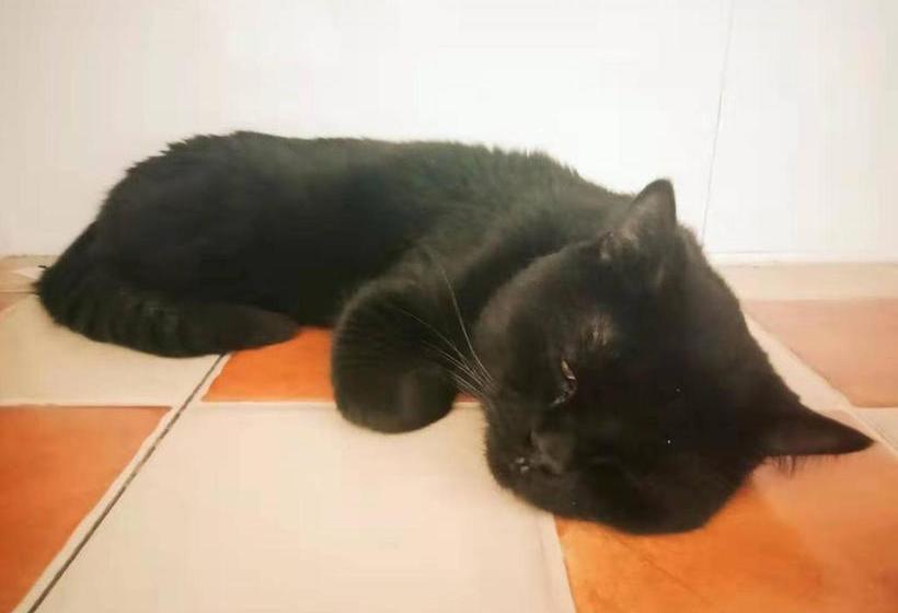 فندق Simon Coffee Hostel