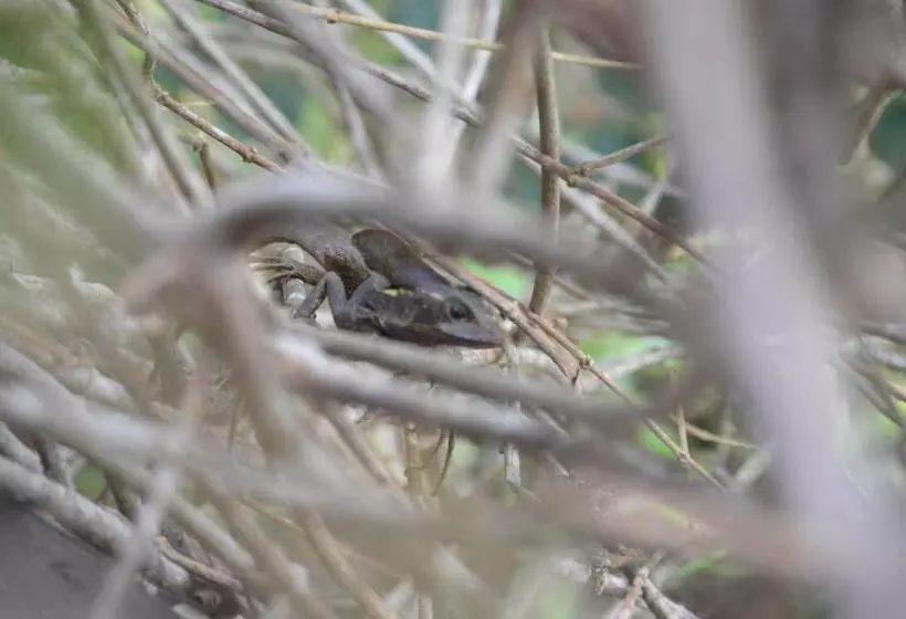 ユースホステル Beverly's Hill Guest House