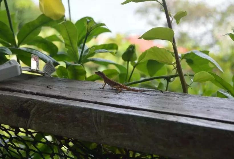 ユースホステル Beverly's Hill Guest House