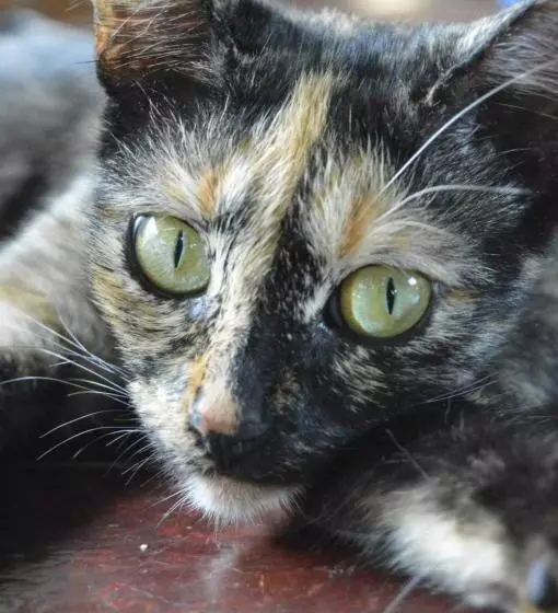 ユースホステル Beverly's Hill Guest House