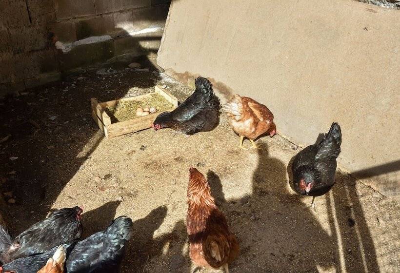 هتل Agriturismo Il Colle