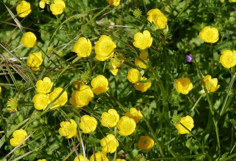 هتل Villa Cavalletti Camere