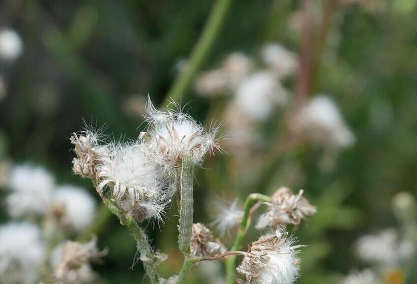 هتل Villa Cavalletti Camere