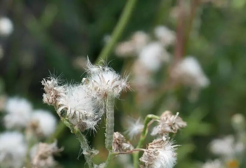 Hotelli Villa Cavalletti Camere