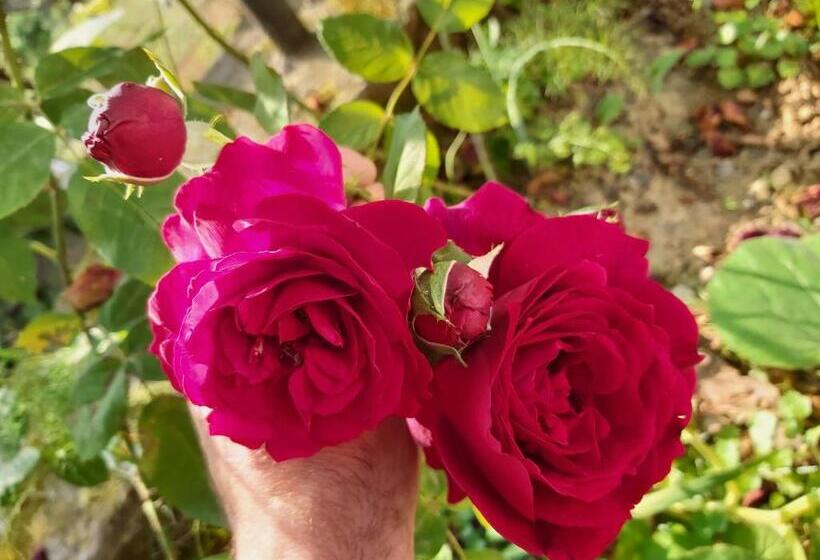 پانسیون Mtirala House