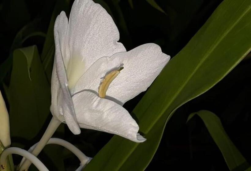 هاستل Posada El Acuario