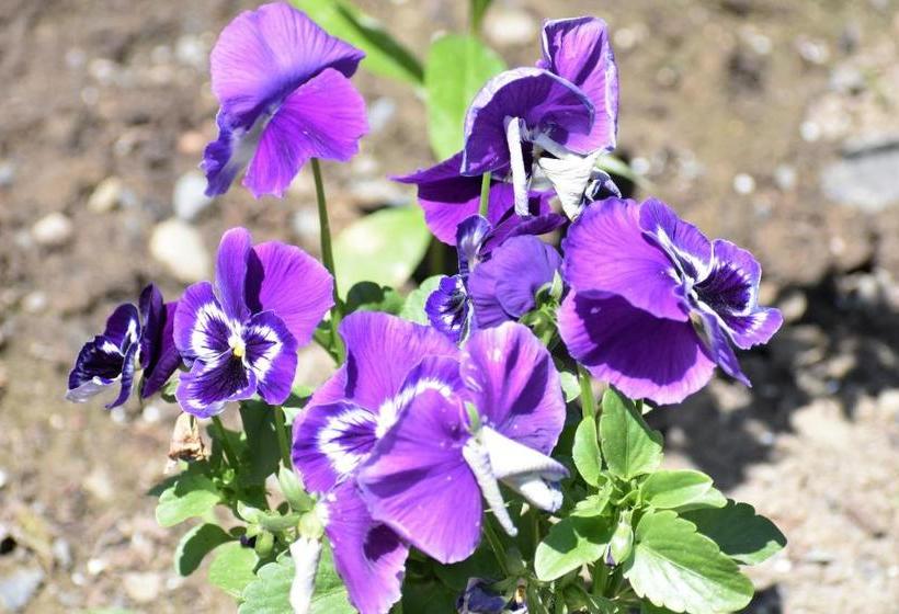 Danskammer House Bed & Breakfast