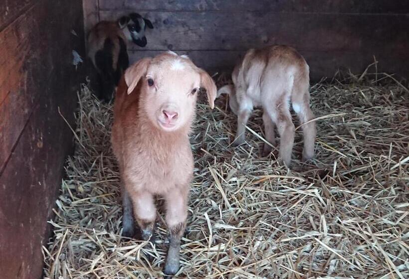 فندق Pension Müllers Mühle