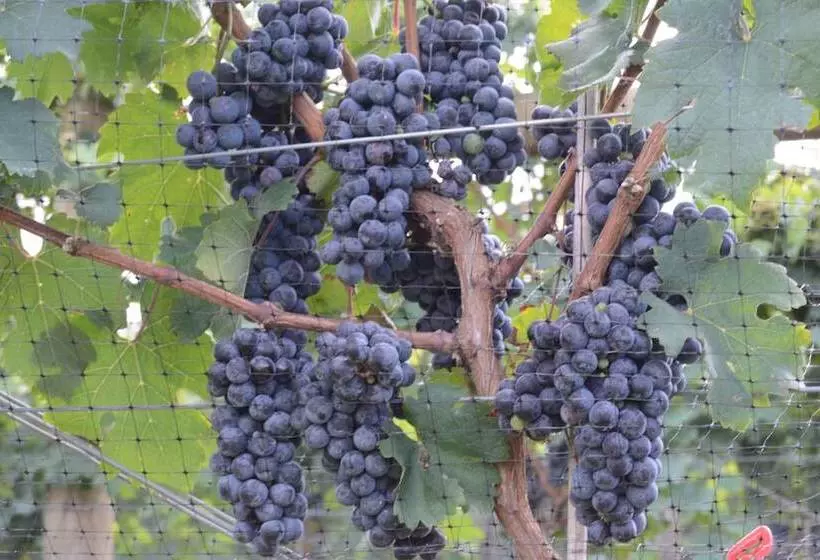 Woodville Bed And Breakfast