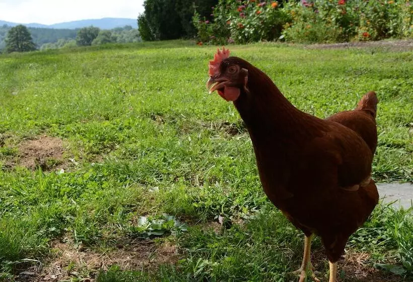 Woodville Bed And Breakfast