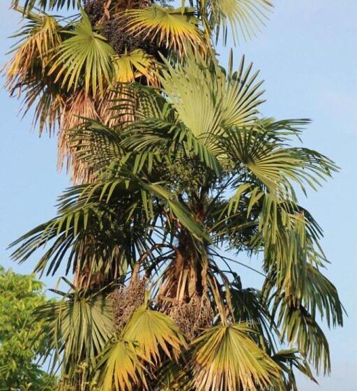 پانسیون Guest House Elena