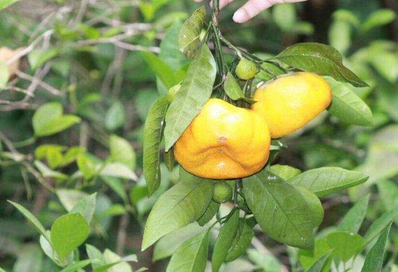 پانسیون Guest House Elena