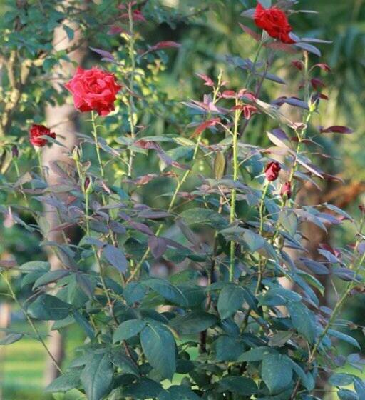 پانسیون Guest House Elena