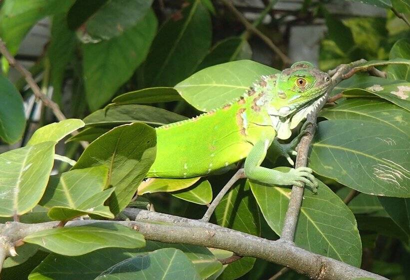 هتل Colombus Résidence