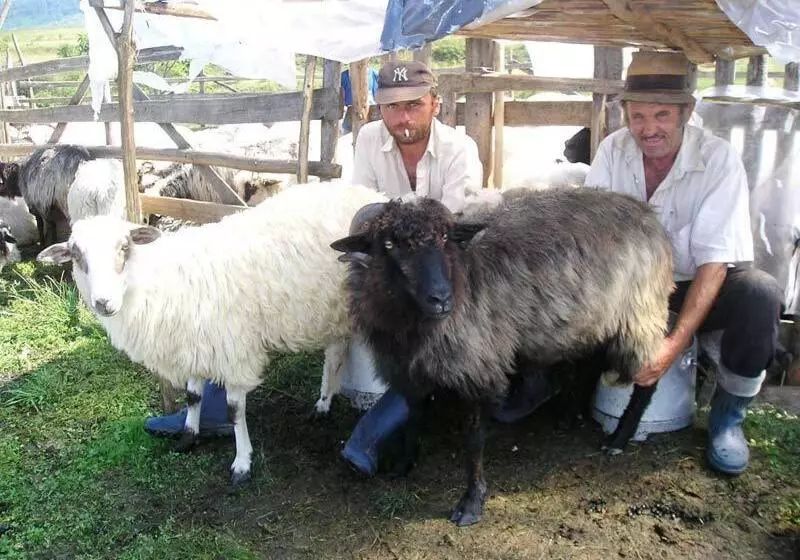 Majatalo Casa Muntean