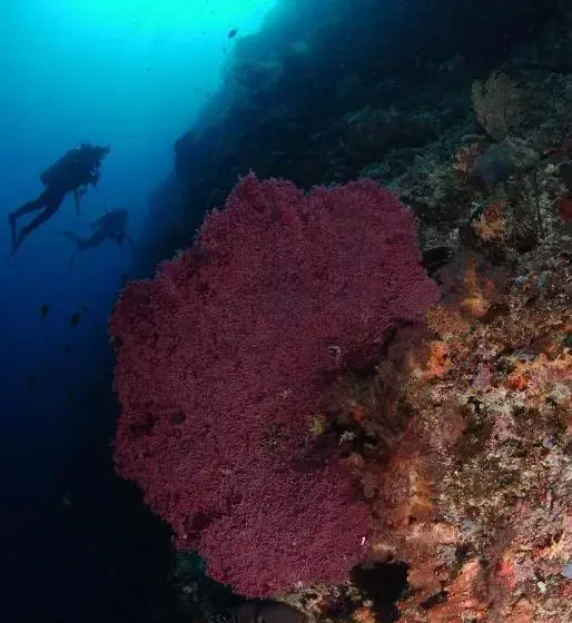 Hotelli Bunaken Divers Sea Breeze Resort