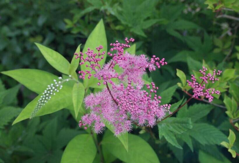 הוסטל Oyado Raku