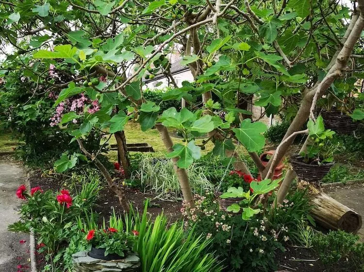 ベッドアンドブレックファースト Chimneys Guest House