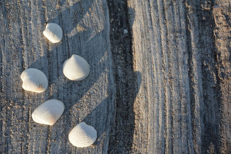 فندق You & Co. Saler Beach Boutique