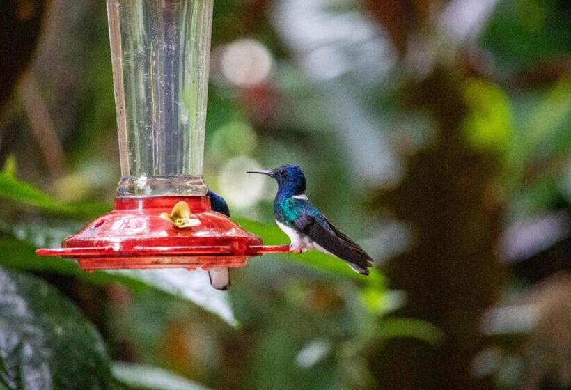 Szálloda Hostería Los Cedros De Mindo