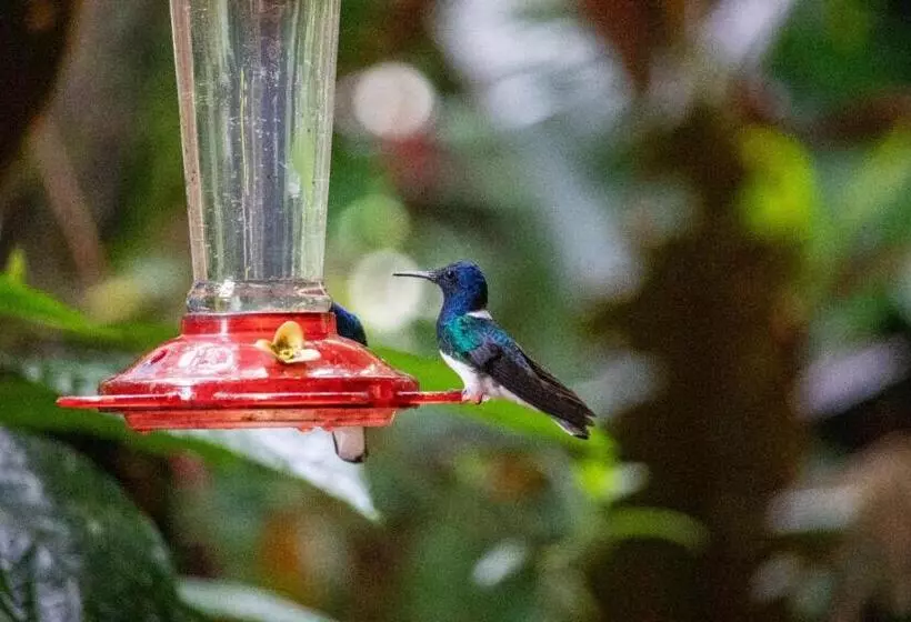 ホテル Hostería Los Cedros De Mindo