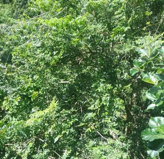 Aamiaismajoitus (B&B) Jungle Face Inn