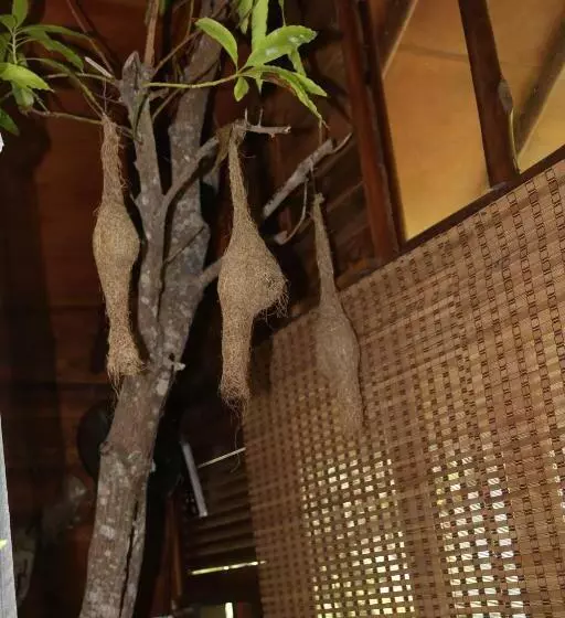 Aamiaismajoitus (B&B) Jungle Face Inn