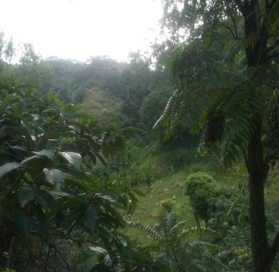 Bed and Breakfast Jungle Face Inn