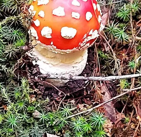 La Ponderosa Cumbrecita