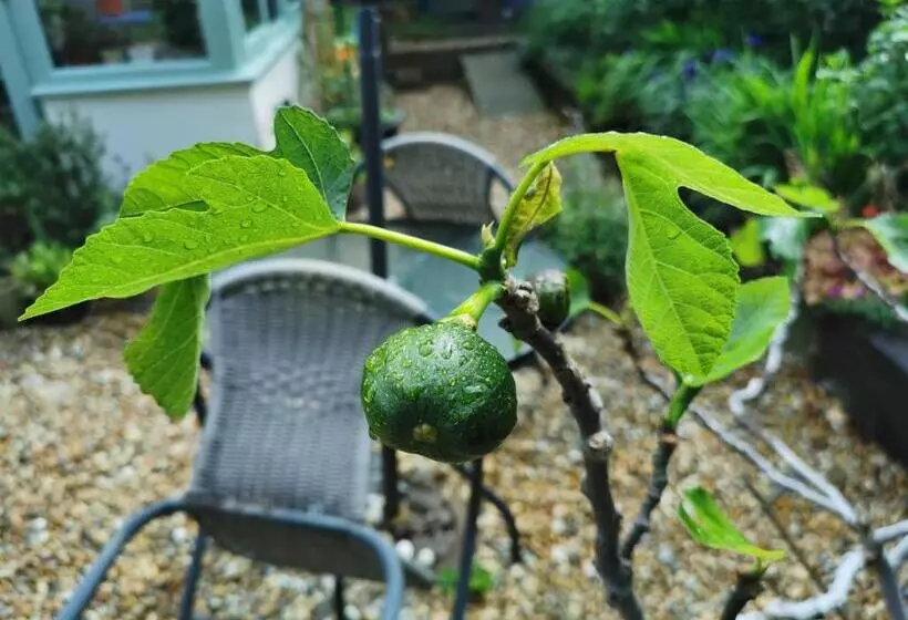 Aamiaismajoitus (B&B) Rosslyn Court