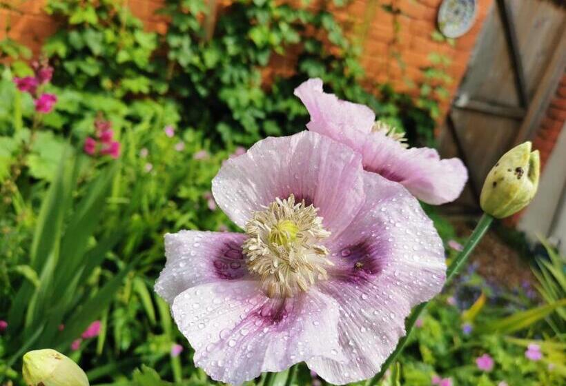 مبيت وإفطار Rosslyn Court