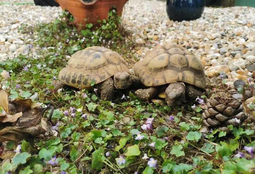 Aamiaismajoitus (B&B) Rosslyn Court