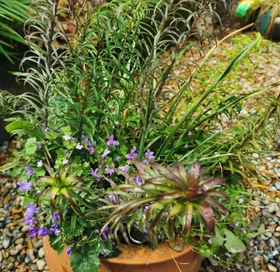 Aamiaismajoitus (B&B) Rosslyn Court