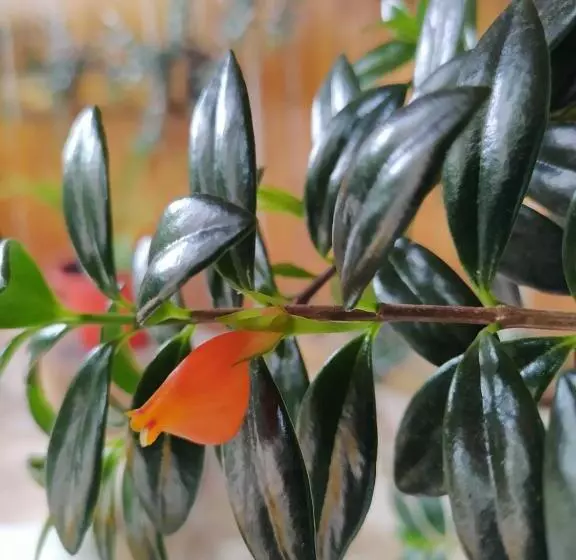 Retkeilymaja Hostal El Eden De Mindo