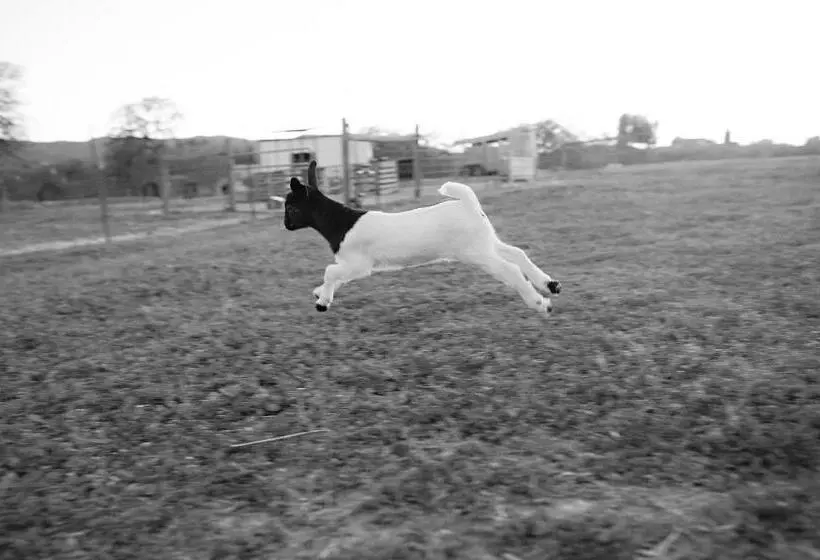 هاستل Rêves De Moutons