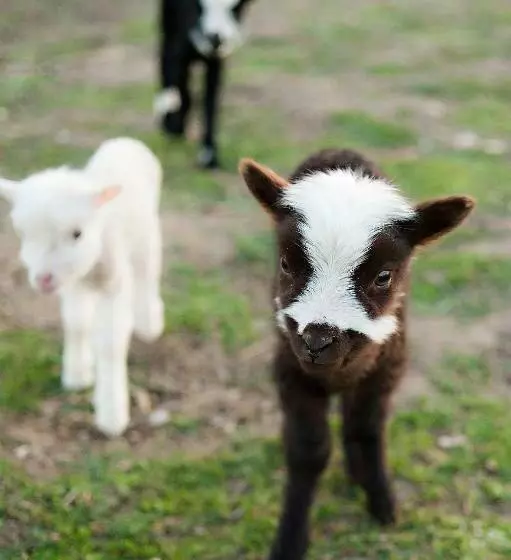 هاستل Rêves De Moutons