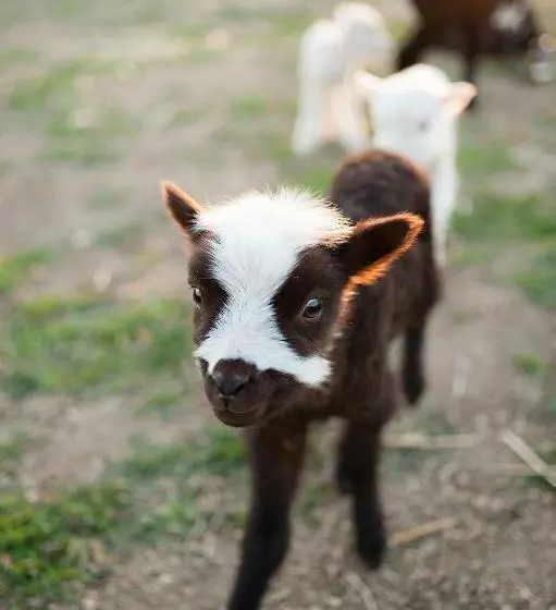 هاستل Rêves De Moutons