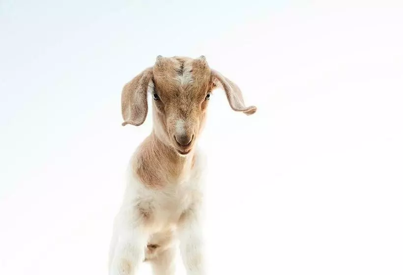 هاستل Rêves De Moutons