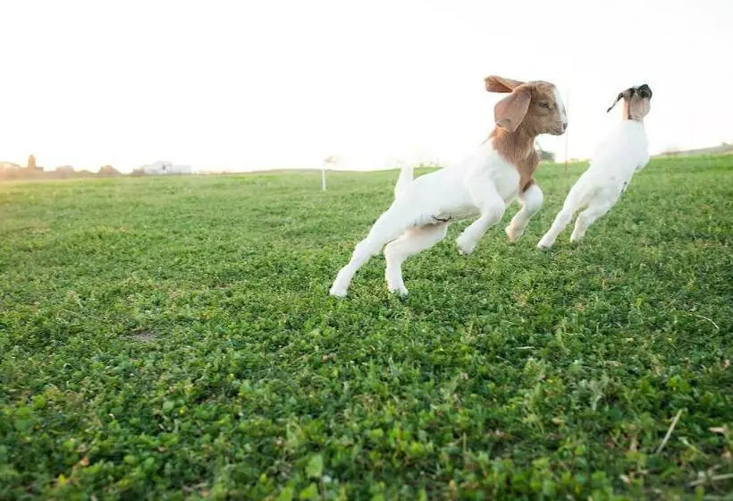 هاستل Rêves De Moutons