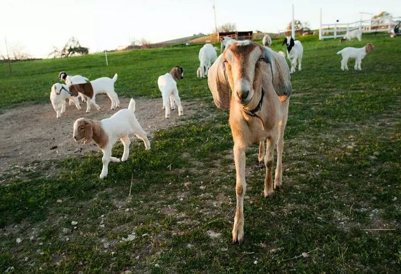 هاستل Rêves De Moutons