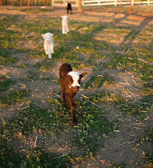 هاستل Rêves De Moutons