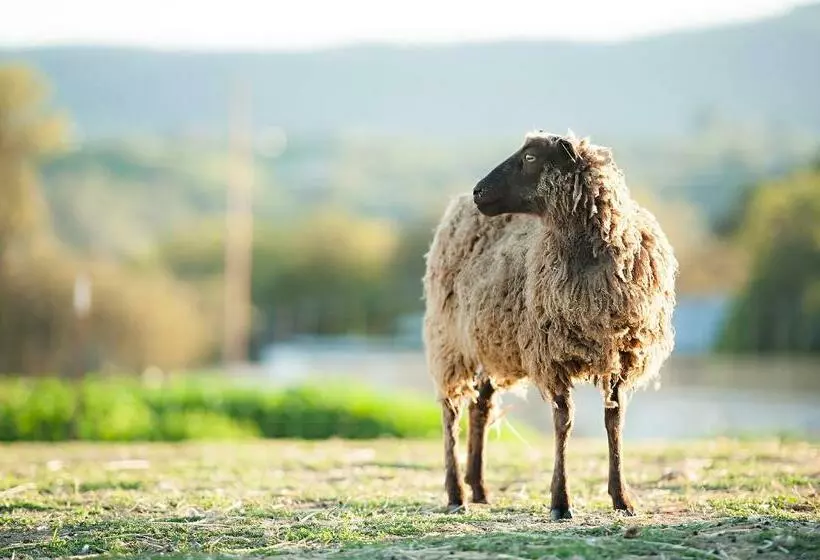 هاستل Rêves De Moutons