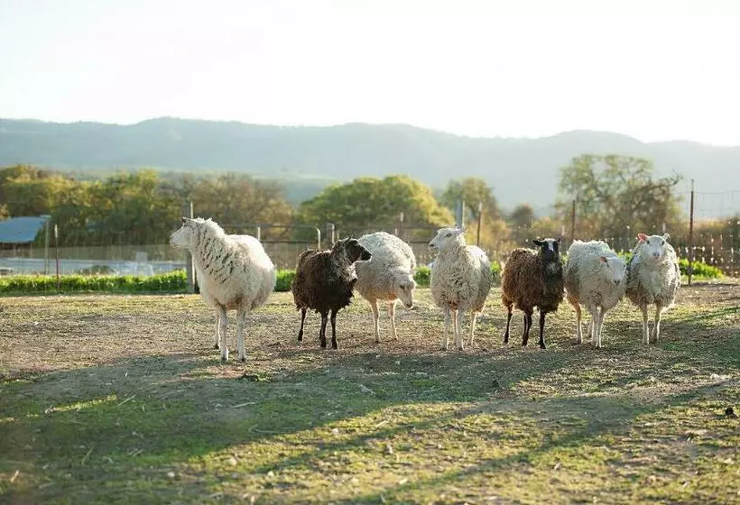 هاستل Rêves De Moutons