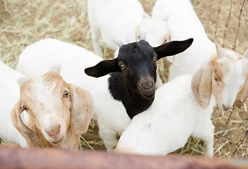 هاستل Rêves De Moutons