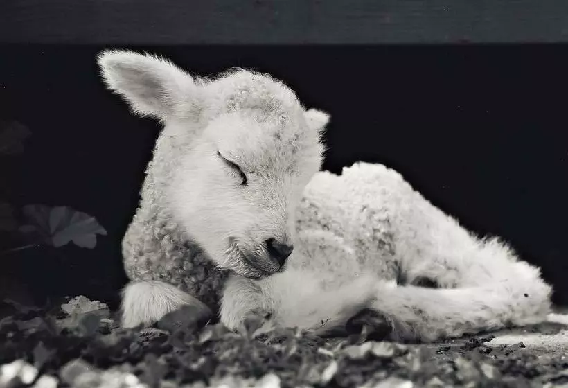 هاستل Rêves De Moutons