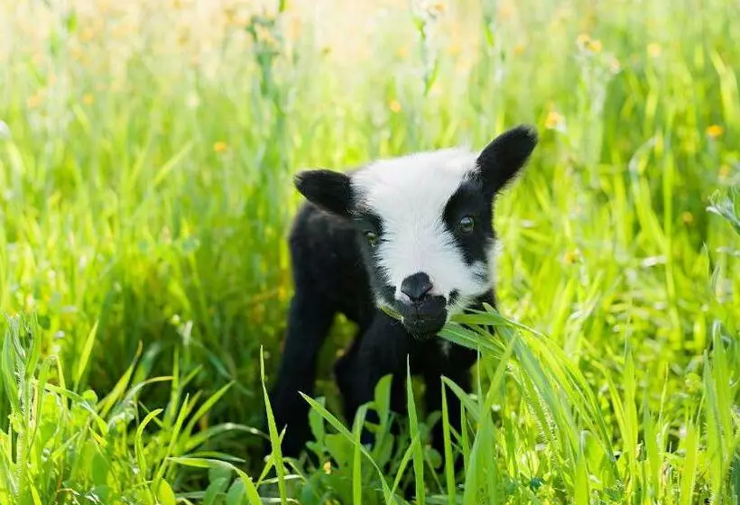 هاستل Rêves De Moutons