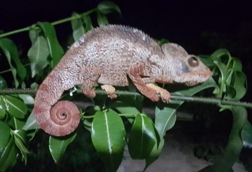 هتل Sanjeela Plage Coco